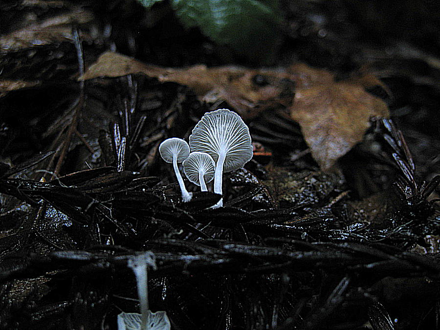 3 Lacy Mushrooms Photograph by John King I I I