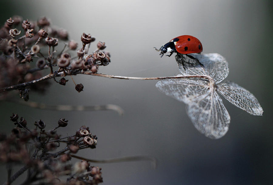 Flower Photograph - Ladybird On Hydrangea. #3 by Ellen Van Deelen