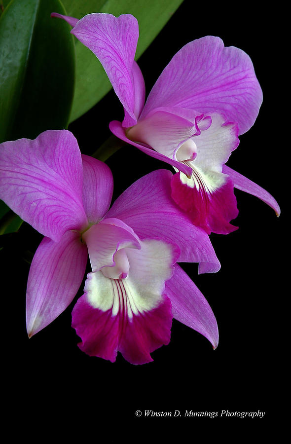 Laeliocattleya Orchid #3 Photograph by Winston D Munnings