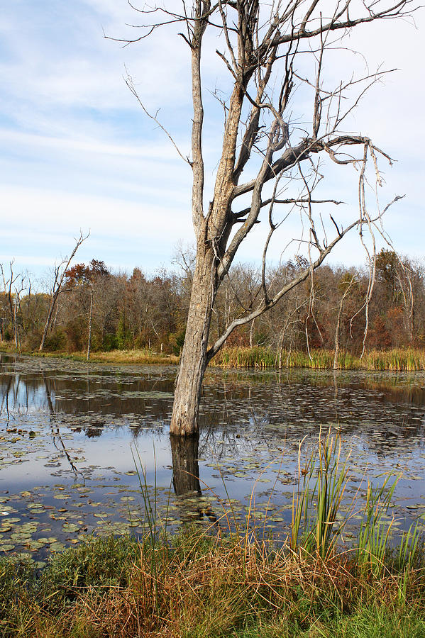 Fall Photograph - Lake Remembrance in Autumn #3 by Ellen Tully