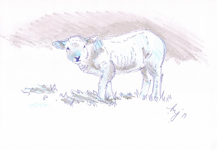 Sheep Drawing - Lamb #3 by Mike Jory