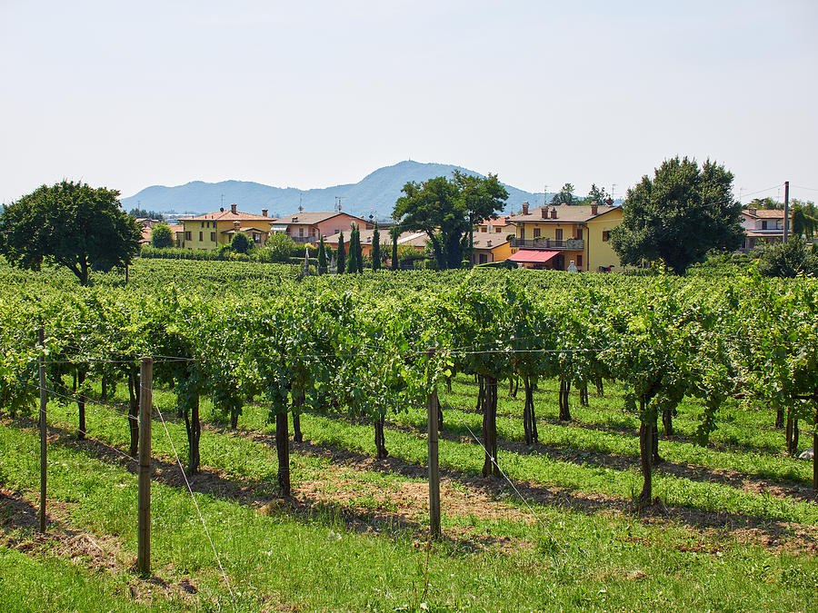 Wine Photograph - Lantieri winery. Franciacorta DOCG #4 by Jouko Lehto