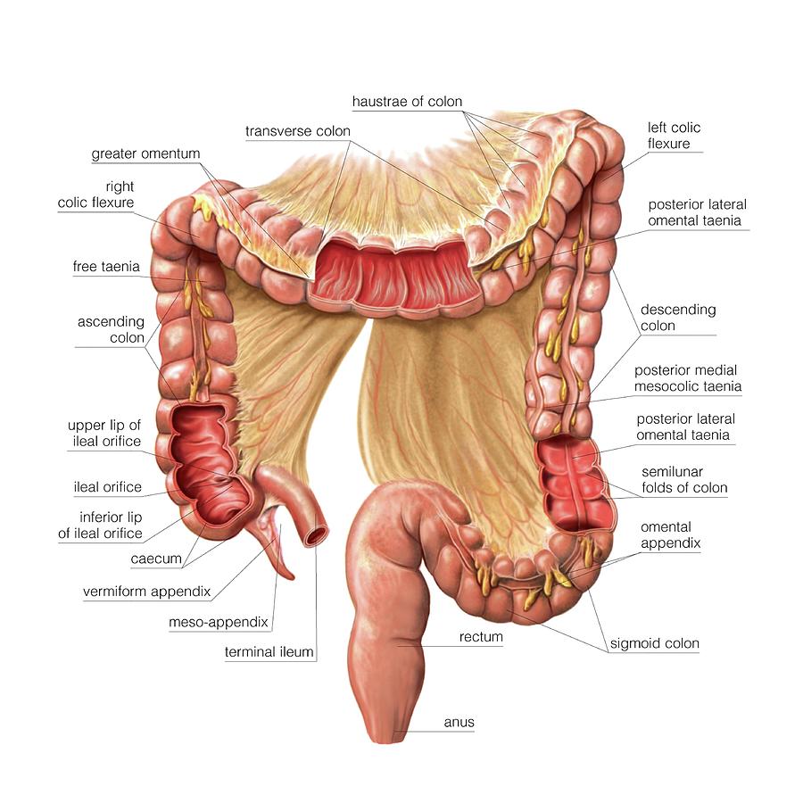 Colon Anatomy Netter 9949