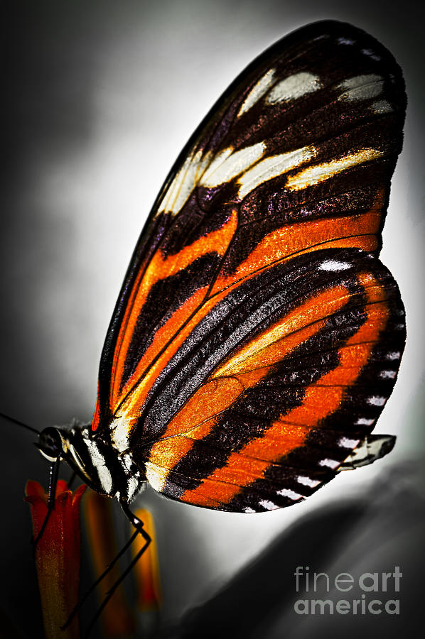 Large tiger butterfly 1 Photograph by Elena Elisseeva