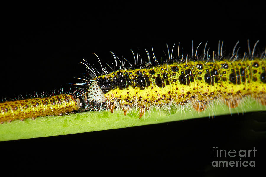 Large White Caterpillars  #3 Photograph by Nick  Biemans