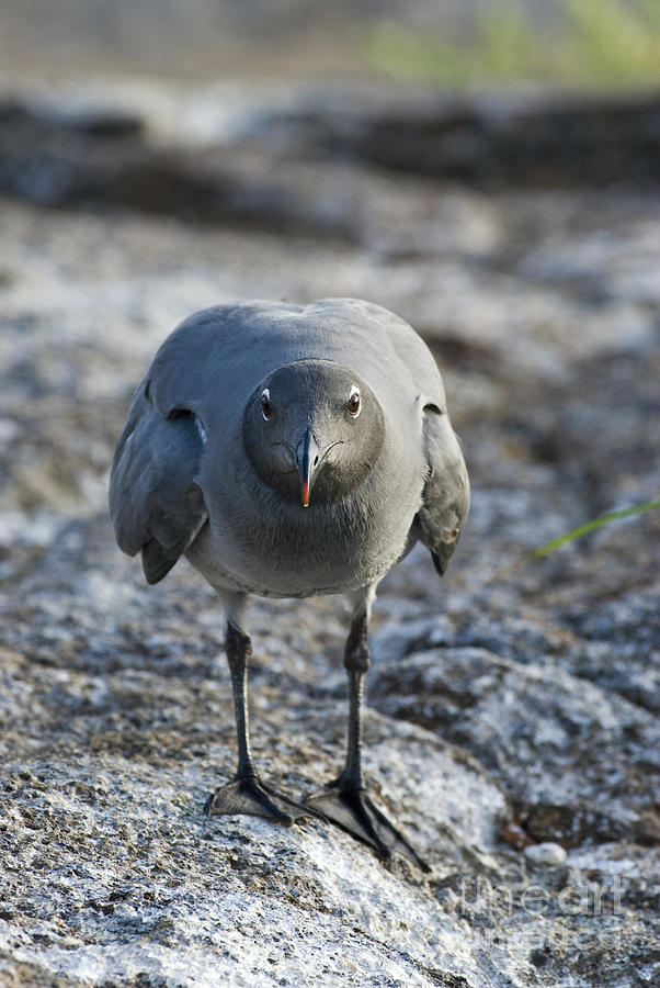 Lava Gull #3 Photograph by William H. Mullins