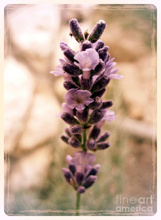 Lavender 4 Photograph by Nina Ficur Feenan