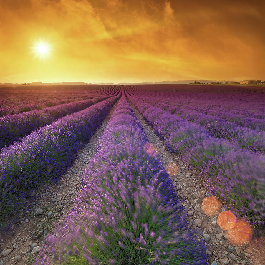 Lavender Field At Sunset #3 Photograph by Mammuth