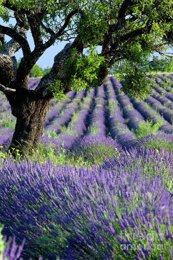 Lavender Field - Lone Tree - Provence - France Photograph by Brian Jannsen