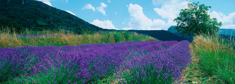 Nature Photograph - Lavender Field, Provence-alpes-cote #3 by Panoramic Images