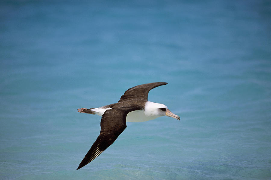 Laysan Albatross Flying Midway Atoll #3 Photograph by Tui De Roy