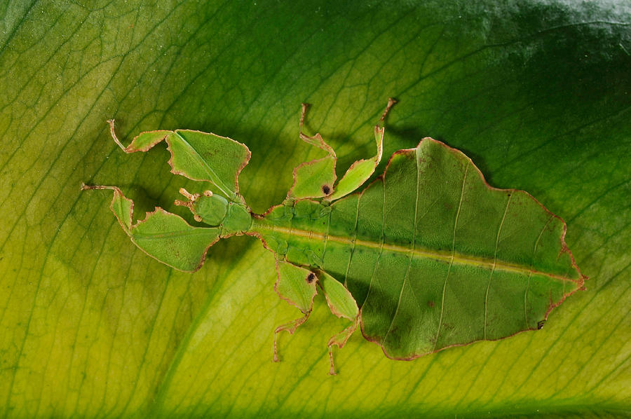 Leaf Insect #1 Photograph by Francesco Tomasinelli