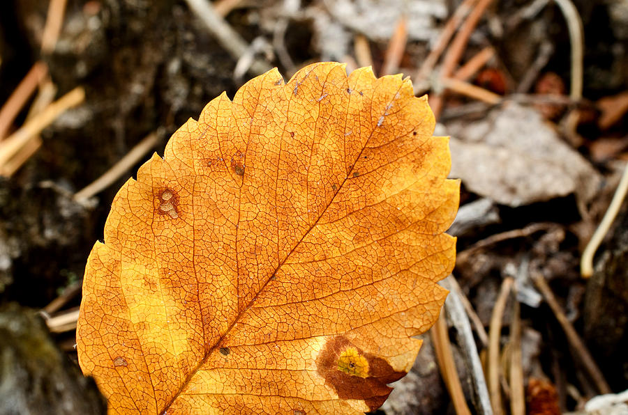 Leaf Photograph
