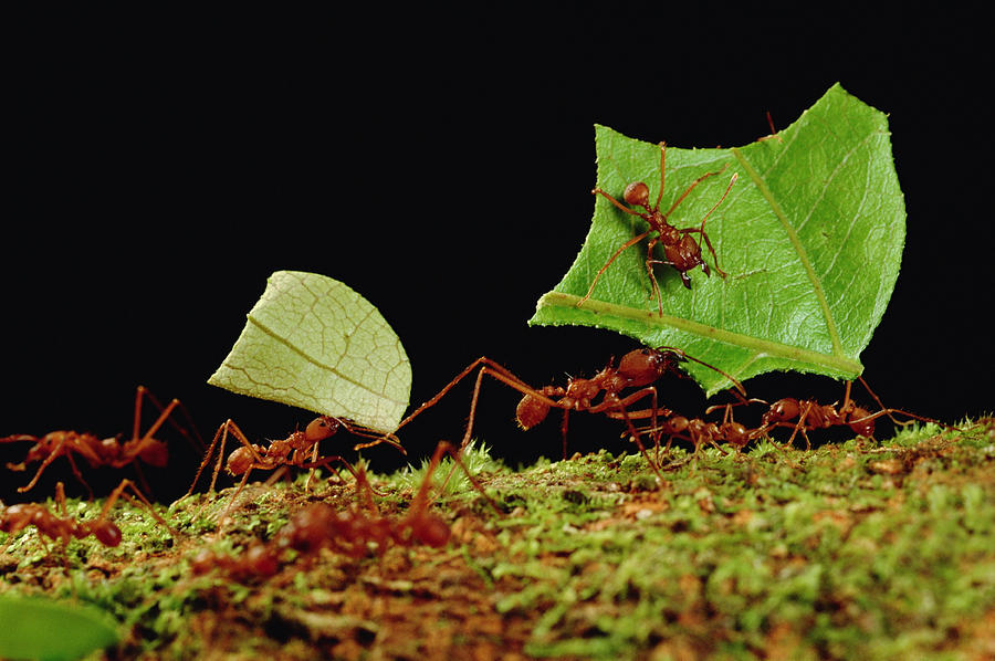 Leafcutter Ants Carrying Leaves French #3 Photograph by Mark Moffett
