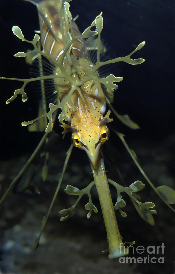 Leafy Seadragon #3 Photograph by Gregory G. Dimijian