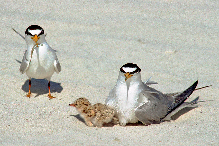 Least Terns #3 Photograph by Millard H. Sharp