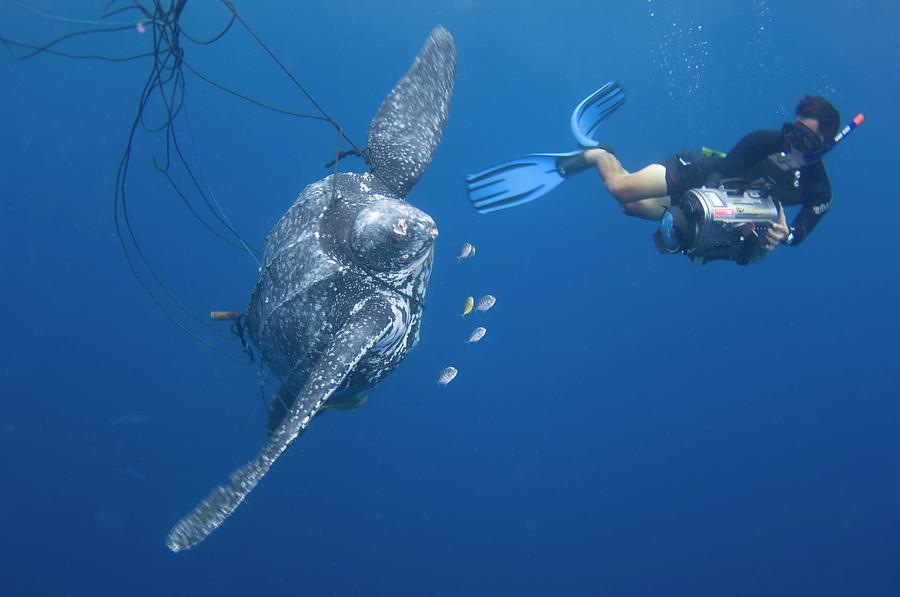 Leatherback Turtle #3 By Scubazoo Science Photo Library