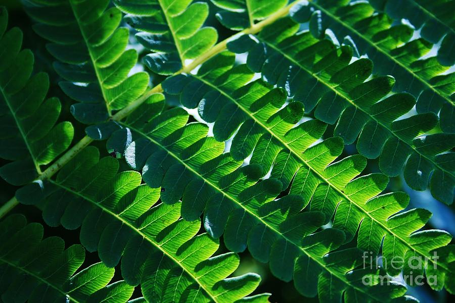 Nature Photograph - Leaves of Green  by Neal Eslinger