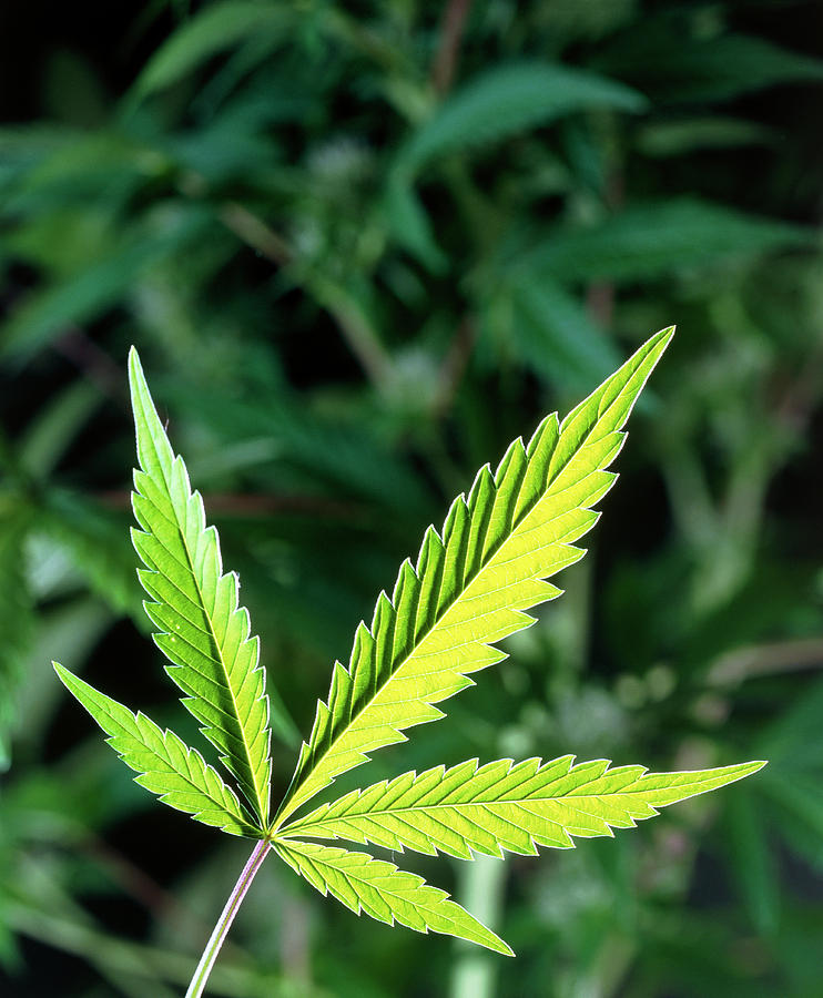 leaves-of-marijuana-plant-photograph-by-science-photo-library-pixels