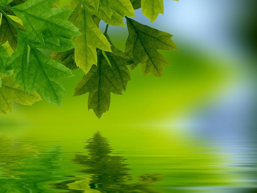 Nature Photograph - Leaves reflecting in water #3 by Aged Pixel