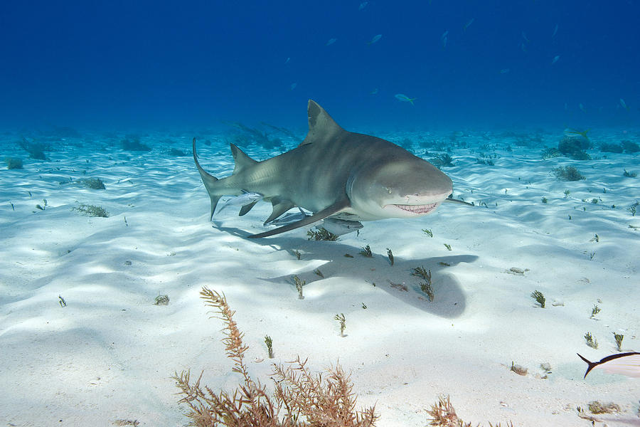 Lemon Shark With Remoras Photograph By Andrew J. Martinez - Pixels