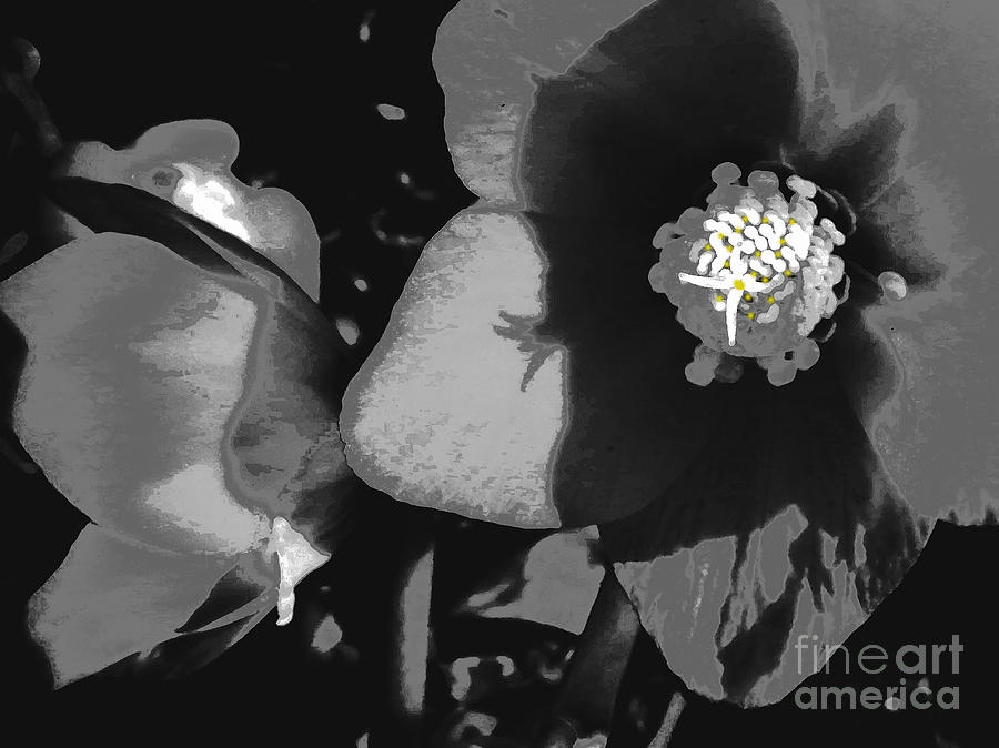 Lenten Rose in Shades of Black and White #3 Photograph by Patricia Januszkiewicz