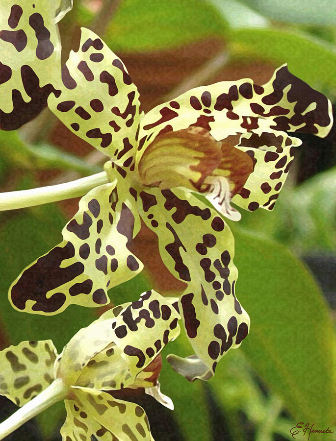 Leopard Orchids Painting by Ellen Henneke