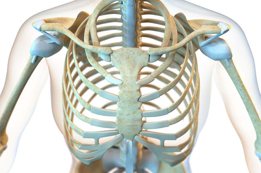 Ligaments Of The Human Thorax #3 by Roger Harris/science Photo Library