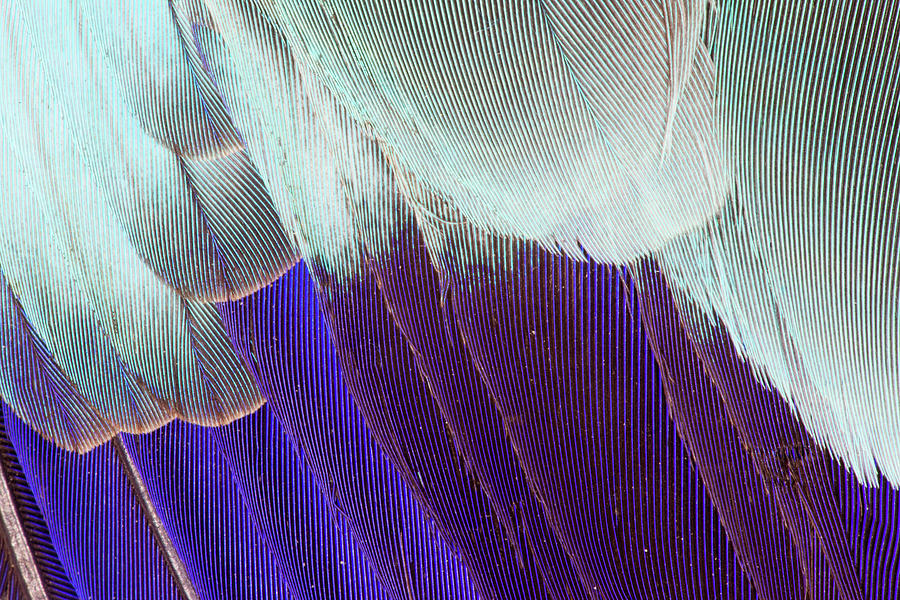 Lilac Breasted Roller Feathers Pattern Photograph by Darrell Gulin