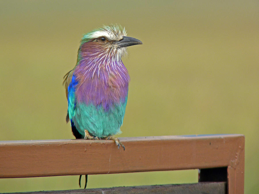 Lilac Breasted Roller #3 Photograph by Tony Murtagh