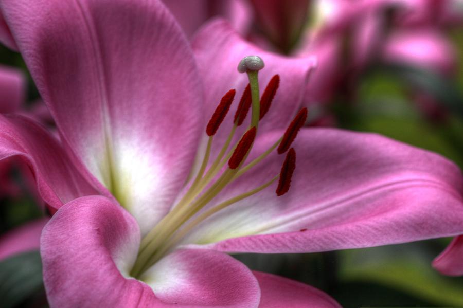 Lily Dream Photograph