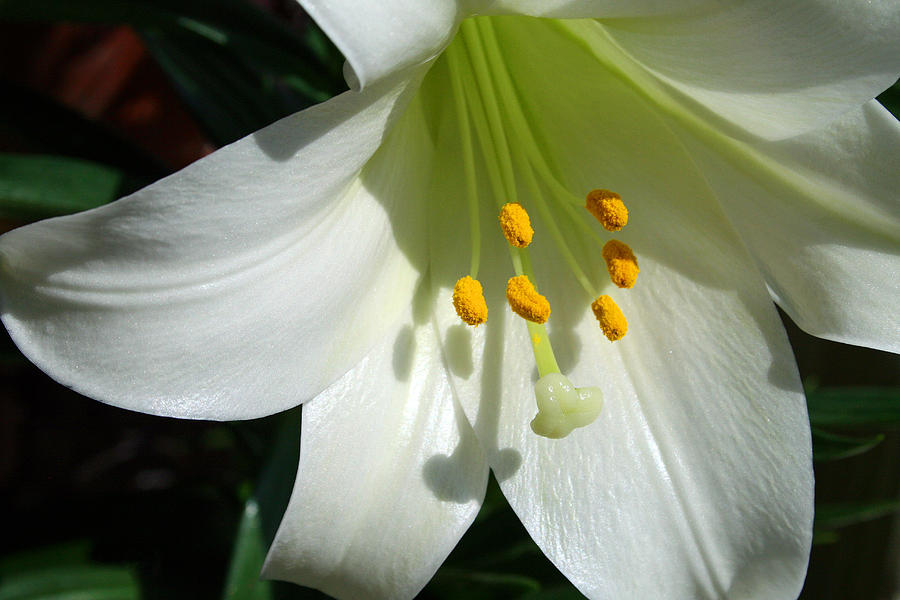 Lily Flower #2 Photograph by Karen Adams