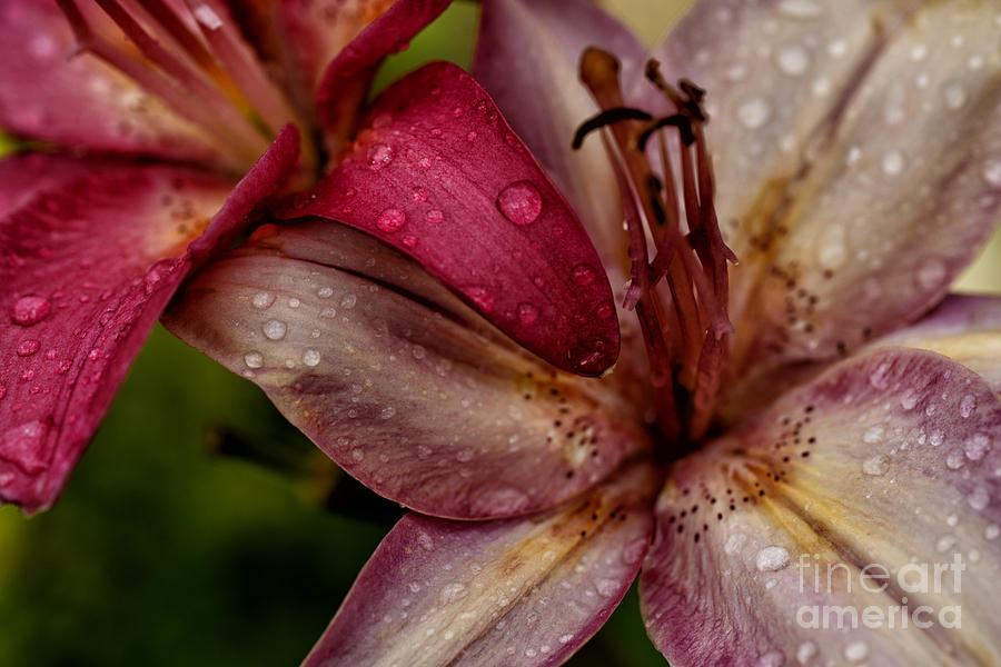 Lily In Rain Photograph