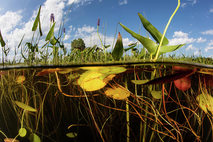 Lily Pads Grow Along The Shallow Edge Photograph by Ethan Daniels Pixels
