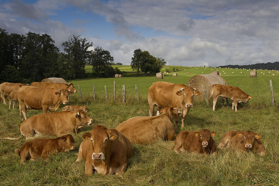 Limousin Cattle #3 Photograph by Jean-Michel Labat