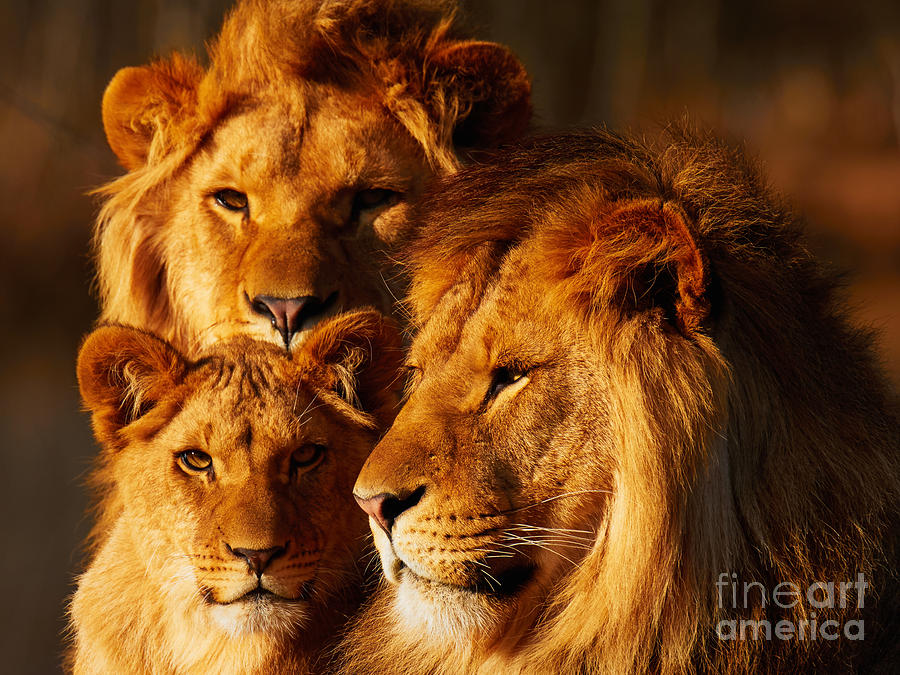 Lion family close together #3 Photograph by Nick  Biemans