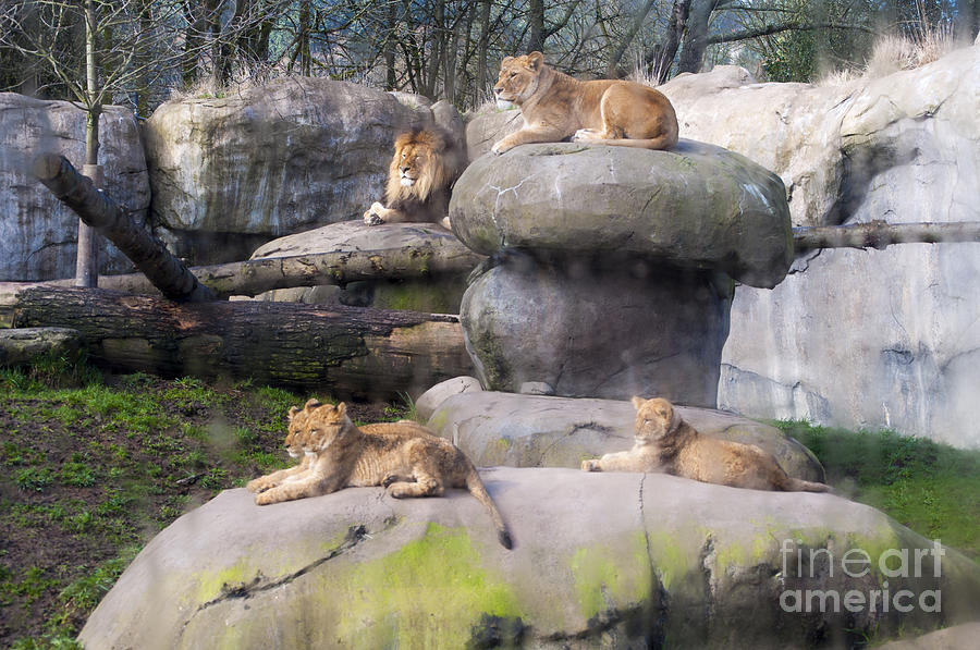 Portland Photograph - Lion Family #3 by M J