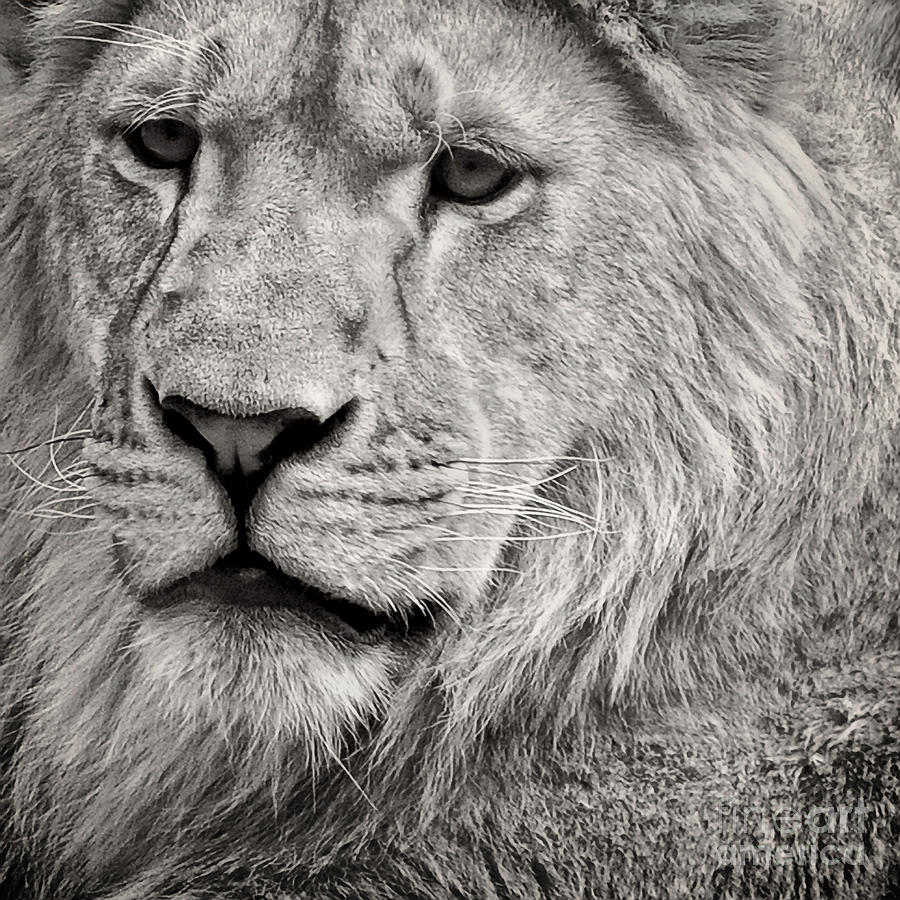 Lion #3 Photograph by HD Connelly