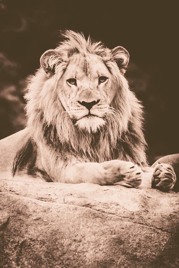 Lion King  #3 Photograph by Sara Frank