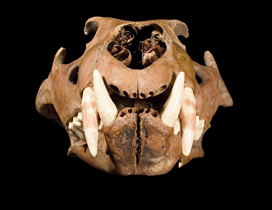 Lion Skull #3 Photograph by Science Photo Library Lion Skull #3 Photograph by Science Photo Library