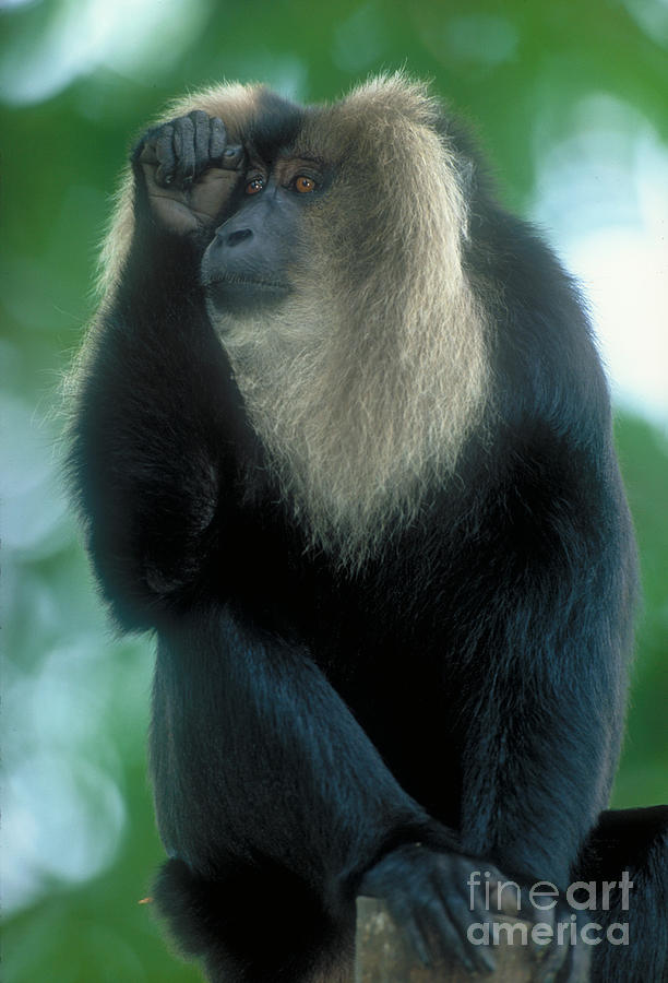 Lion-tailed Macaque #3 Photograph by Art Wolfe