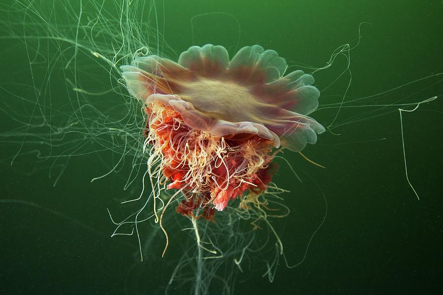 Animal Photograph - Lions Mane Jellyfish #3 by Alexander Semenov/science Photo Library