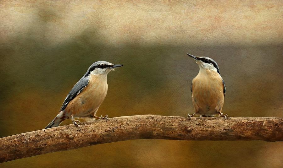 Bird Photograph - Little Bird #3 by Heike Hultsch