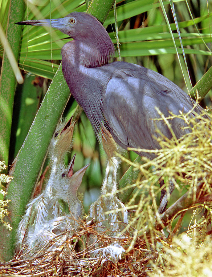 Little Blue Heron Egretta Caerulea #3 Photograph by Millard H. Sharp