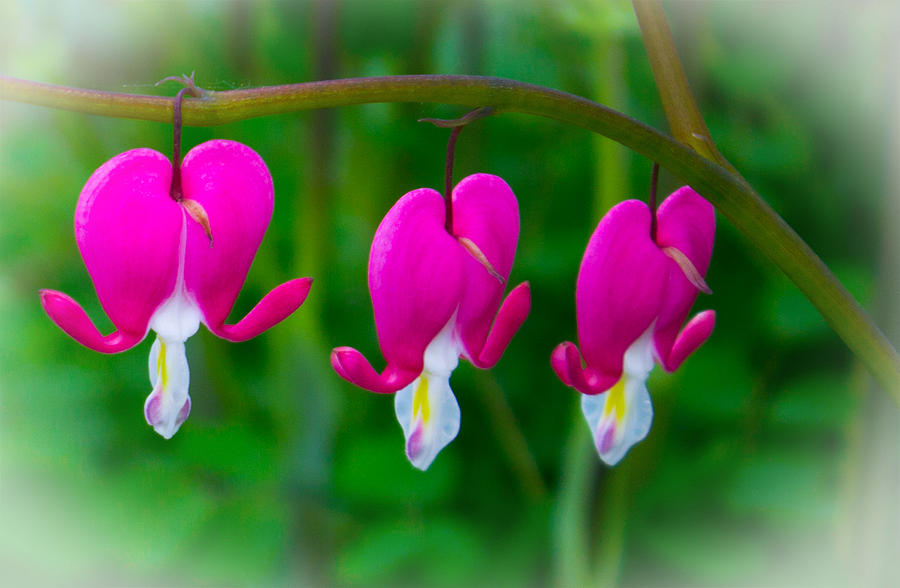 Flower Photograph - Bleeding Hearts by Martin Newman