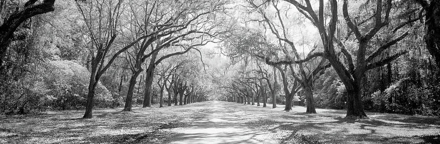Live Oaks And Spanish Moss Wormsloe #3 Photograph by Panoramic Images