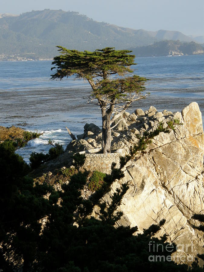 Lone Cypress #3 Photograph by Bev Conover