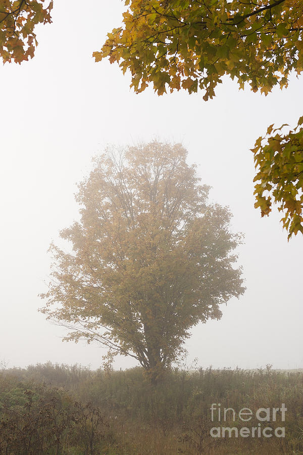 Lone Maple Tree During Fall Foliage. Photograph