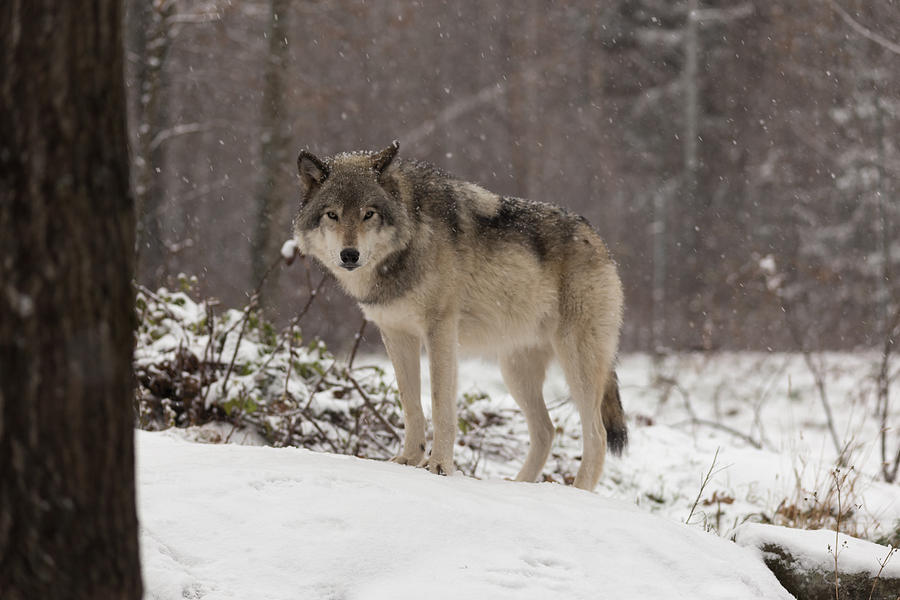 Lone Timber Wolf #3 Photograph by Josef Pittner