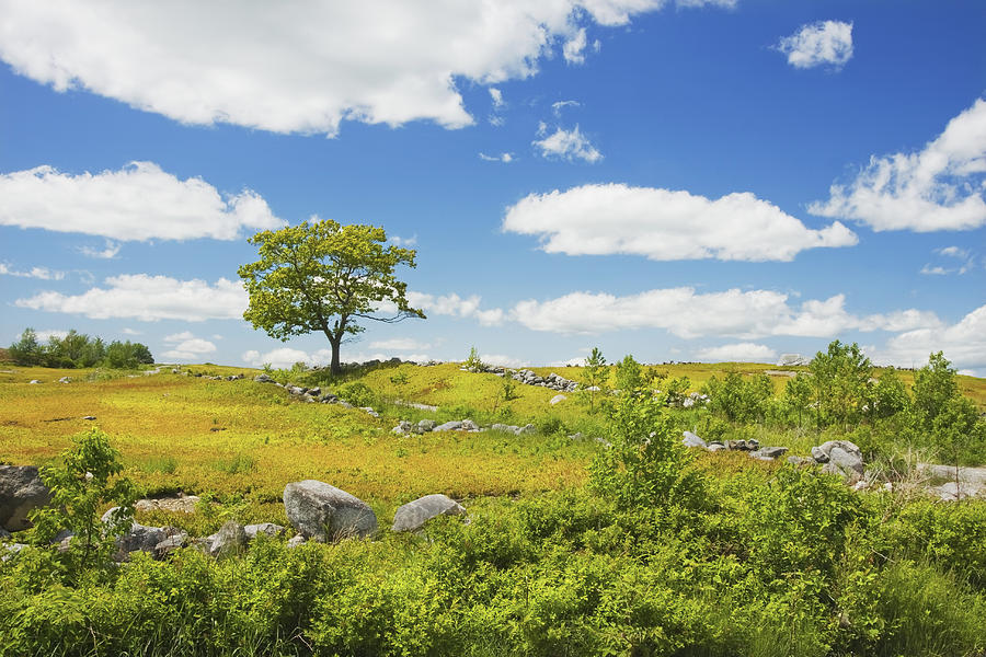 Lone Tree With Blue Sky In Blueberry Field Maine #3 Photograph by Keith Webber Jr